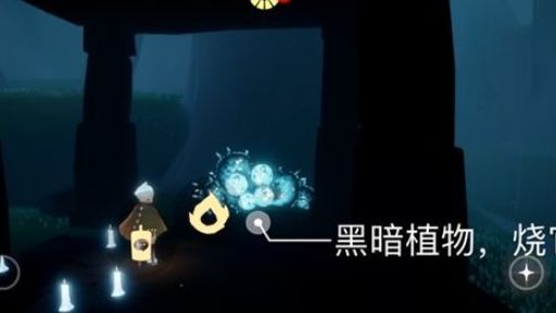 《光遇》淨化黑暗植物在哪裏？