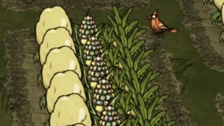 《饥荒》玉米怎么获得？